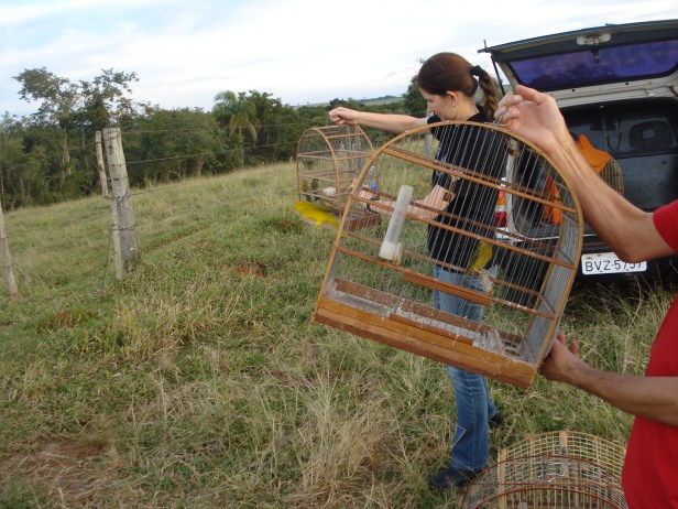 Taquarituba passaros 041