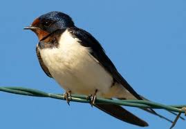 Uma Andorinha só não faz verão