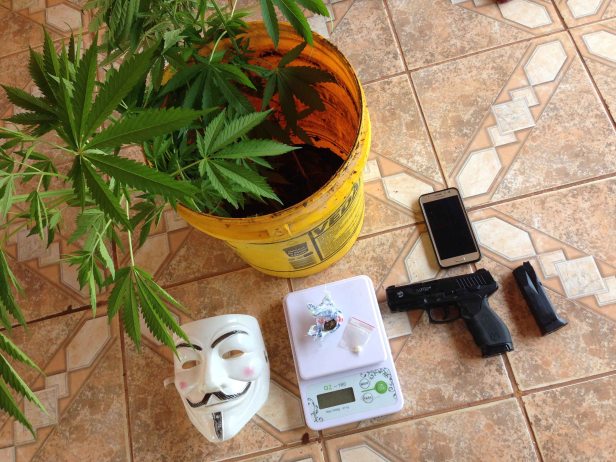 Apreensão pela Polícia Civil de pés de maconha, balança de precisão e simulacro de arma de fogo.