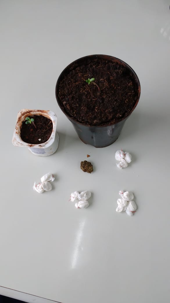 Fartura - Menor cultivava maconha em vaso